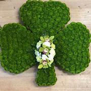 Shamrock