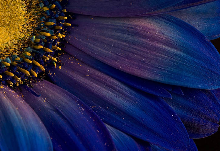 I Love You Flowers